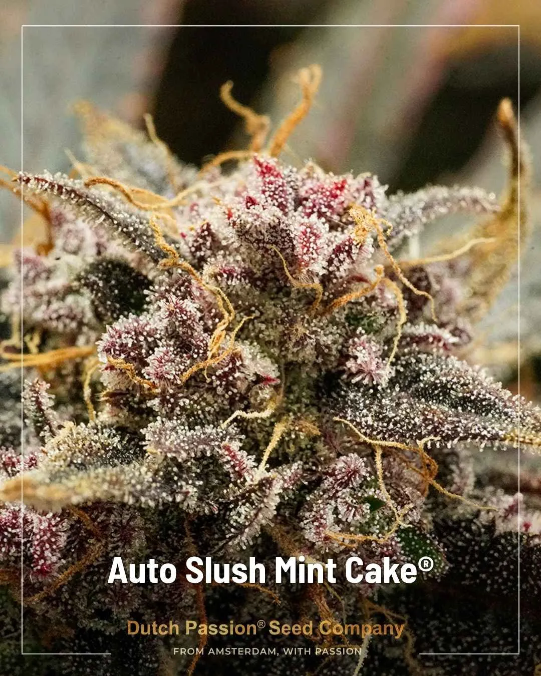 Auto Slush Mint Cake by Dutch Passion